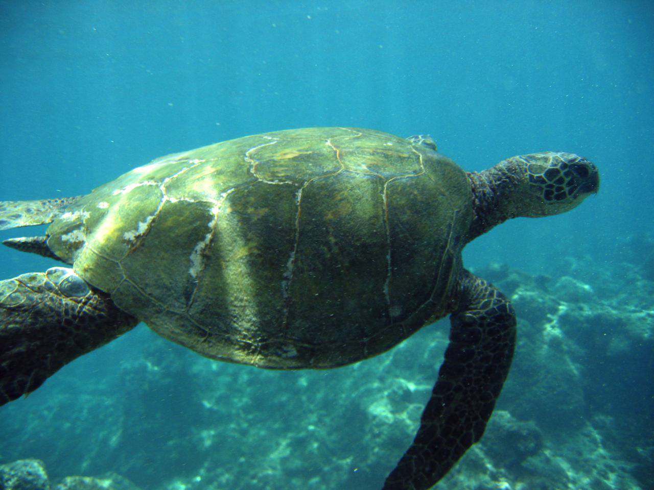 Green sea turtle